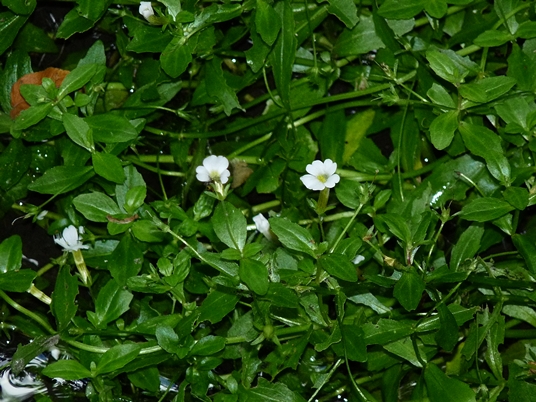 {Gratiola floridana}